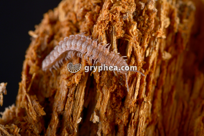 Polydesmus complanatus - gryphea.com